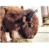 Image 3 : Giant American Bison Buffalo Half Body Taxidermy Mount