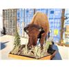 Image 4 : Giant American Bison Buffalo Half Body Taxidermy Mount