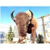 Image 5 : Giant American Bison Buffalo Half Body Taxidermy Mount