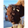 Image 6 : Giant American Bison Buffalo Half Body Taxidermy Mount