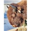 Image 7 : Giant American Bison Buffalo Half Body Taxidermy Mount