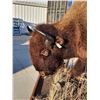 Image 8 : Giant American Bison Buffalo Half Body Taxidermy Mount