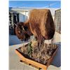 Image 9 : Giant American Bison Buffalo Half Body Taxidermy Mount