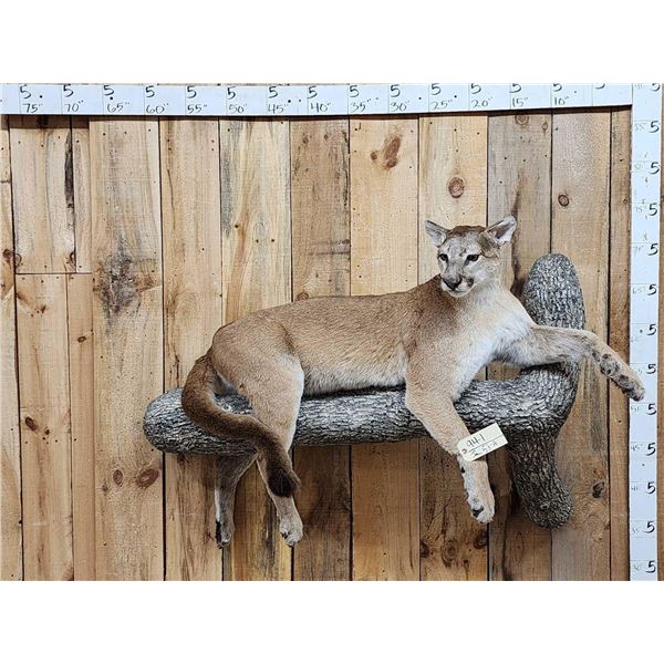 Mountain Lion Cougar Full Relaxing On A Limb Full Body Taxidermy Mount