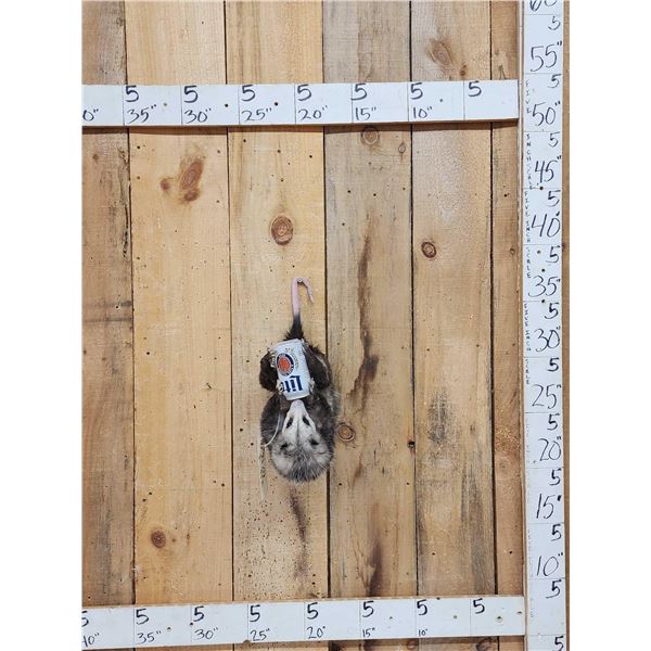 Opossum Hanging By It's Tail Drinking Beer Taxidermy