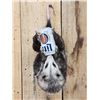 Image 2 : Opossum Hanging By It's Tail Drinking Beer Taxidermy