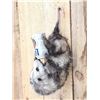 Image 4 : Opossum Hanging By It's Tail Drinking Beer Taxidermy