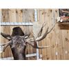 Image 10 : BIG 63" Wide Double Main Beam Alaskan Moose Shoulder Mount Taxidermy
