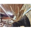 Image 11 : BIG 63" Wide Double Main Beam Alaskan Moose Shoulder Mount Taxidermy