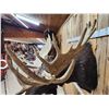 Image 12 : BIG 63" Wide Double Main Beam Alaskan Moose Shoulder Mount Taxidermy