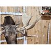 Image 13 : BIG 63" Wide Double Main Beam Alaskan Moose Shoulder Mount Taxidermy
