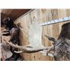 Image 14 : BIG 63" Wide Double Main Beam Alaskan Moose Shoulder Mount Taxidermy