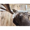 Image 15 : BIG 63" Wide Double Main Beam Alaskan Moose Shoulder Mount Taxidermy