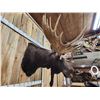 Image 16 : BIG 63" Wide Double Main Beam Alaskan Moose Shoulder Mount Taxidermy