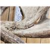 Image 17 : BIG 63" Wide Double Main Beam Alaskan Moose Shoulder Mount Taxidermy