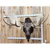 Image 18 : BIG 63" Wide Double Main Beam Alaskan Moose Shoulder Mount Taxidermy