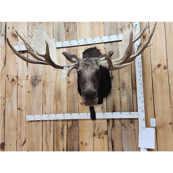 BIG 63" Wide Double Main Beam Alaskan Moose Shoulder Mount Taxidermy