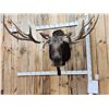 Image 1 : BIG 63" Wide Double Main Beam Alaskan Moose Shoulder Mount Taxidermy