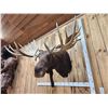 Image 2 : BIG 63" Wide Double Main Beam Alaskan Moose Shoulder Mount Taxidermy