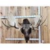 Image 3 : BIG 63" Wide Double Main Beam Alaskan Moose Shoulder Mount Taxidermy