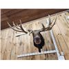 Image 4 : BIG 63" Wide Double Main Beam Alaskan Moose Shoulder Mount Taxidermy