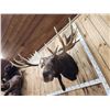 Image 5 : BIG 63" Wide Double Main Beam Alaskan Moose Shoulder Mount Taxidermy