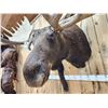 Image 6 : BIG 63" Wide Double Main Beam Alaskan Moose Shoulder Mount Taxidermy
