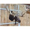 Image 7 : BIG 63" Wide Double Main Beam Alaskan Moose Shoulder Mount Taxidermy
