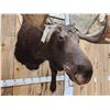 Image 8 : BIG 63" Wide Double Main Beam Alaskan Moose Shoulder Mount Taxidermy