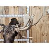 Image 9 : BIG 63" Wide Double Main Beam Alaskan Moose Shoulder Mount Taxidermy