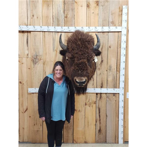 Big American Bison Buffalo Shoulder Mount Taxidermy
