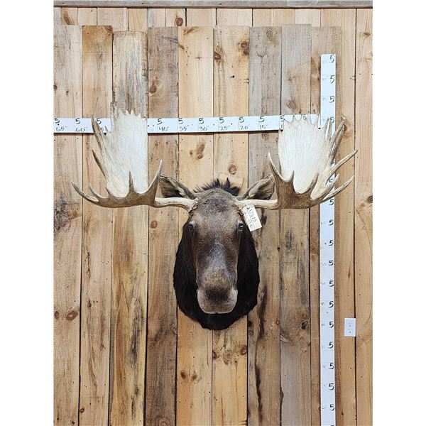Boone & Crockett All Time Recod Book 182 6/8" Shiras Moose