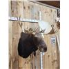 Image 3 : Boone & Crockett All Time Recod Book 182 6/8" Shiras Moose