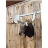 Image 5 : Boone & Crockett All Time Recod Book 182 6/8" Shiras Moose