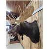 Image 6 : Boone & Crockett All Time Recod Book 182 6/8" Shiras Moose