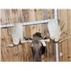 Image 7 : Boone & Crockett All Time Recod Book 182 6/8" Shiras Moose
