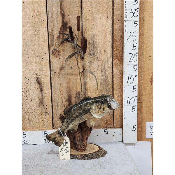 Extra Nice 19" Largemouth Bass Real Skin Fish Taxidermy