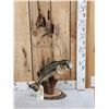 Image 1 : Extra Nice 19" Largemouth Bass Real Skin Fish Taxidermy