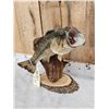 Image 2 : Extra Nice 19" Largemouth Bass Real Skin Fish Taxidermy
