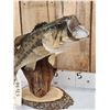 Image 3 : Extra Nice 19" Largemouth Bass Real Skin Fish Taxidermy