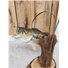 Image 5 : Extra Nice 19" Largemouth Bass Real Skin Fish Taxidermy