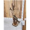 Image 7 : Extra Nice 19" Largemouth Bass Real Skin Fish Taxidermy