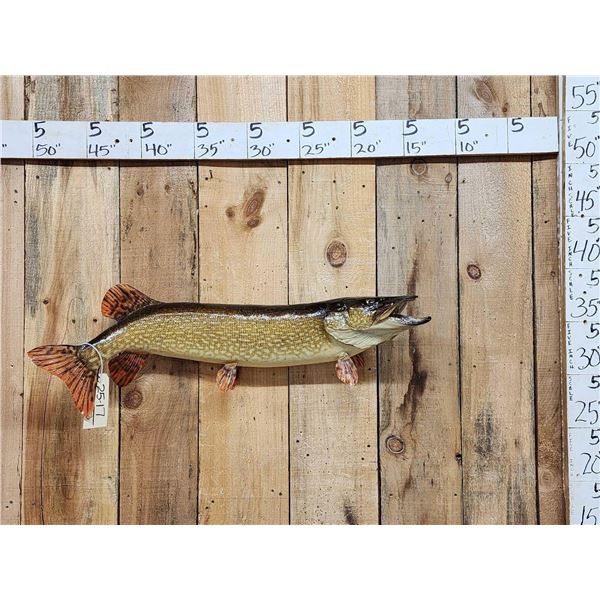 37" Northern Pike Real Skin Fish Taxidermy