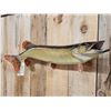 Image 2 : 37" Northern Pike Real Skin Fish Taxidermy