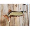 Image 3 : 37" Northern Pike Real Skin Fish Taxidermy