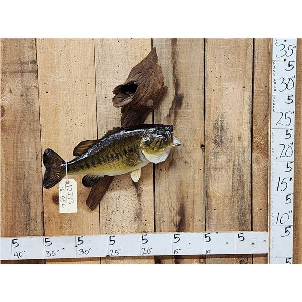 22" Largemouth Bass Real Skin Fish Taxidermy