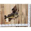Image 1 : 22" Largemouth Bass Real Skin Fish Taxidermy