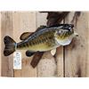 Image 2 : 22" Largemouth Bass Real Skin Fish Taxidermy
