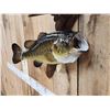 Image 3 : 22" Largemouth Bass Real Skin Fish Taxidermy