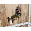 Image 4 : 22" Largemouth Bass Real Skin Fish Taxidermy